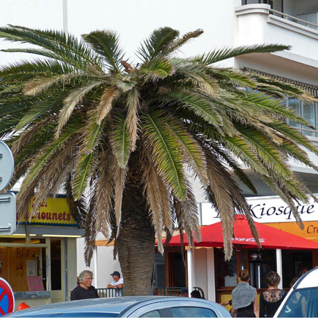 palmier infeste m 250
