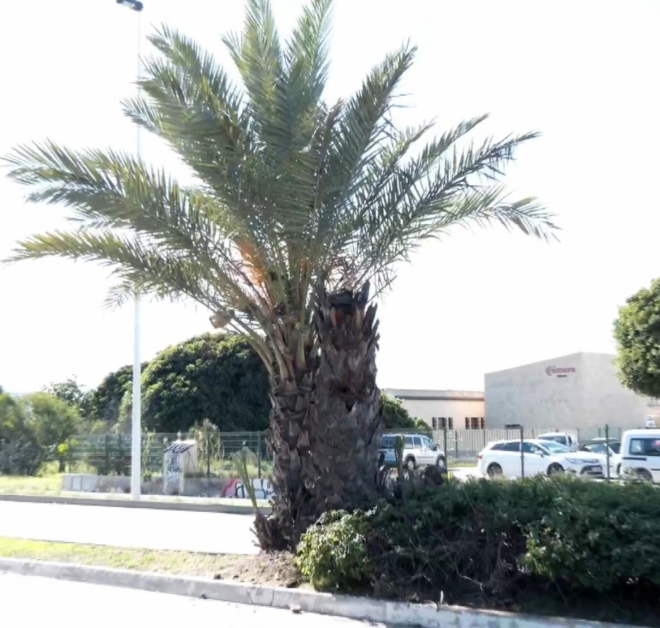 dattier Torrevieja apres