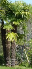 trachycarpus-nom.jpg