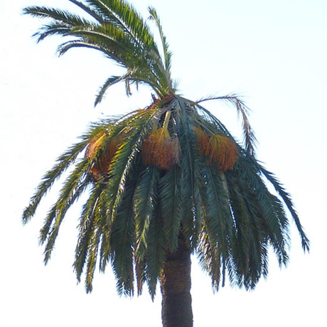 palmier infeste fem 300