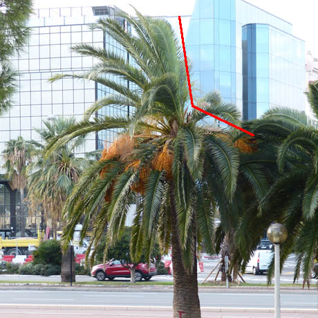 palmier infeste fem 305
