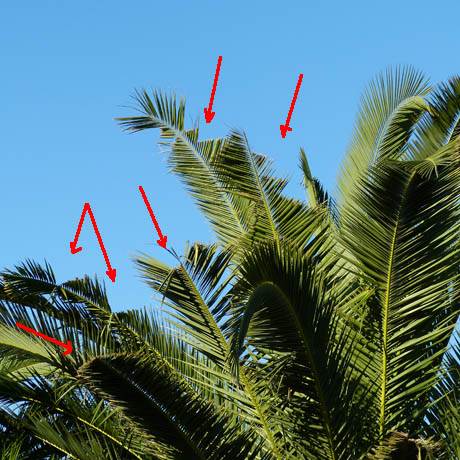 palmier infeste m 102