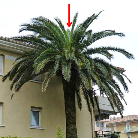 palmier infeste m 202m