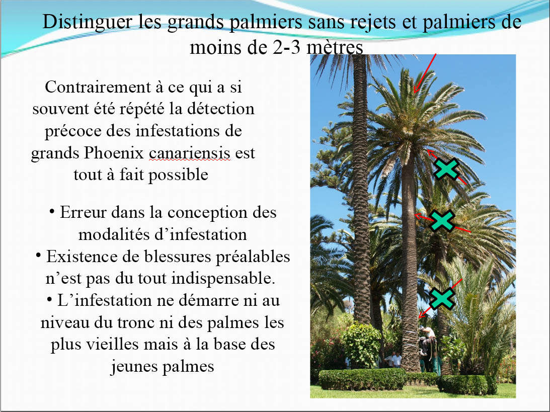 120121 infestation detection crp distinguer les gds palmiers