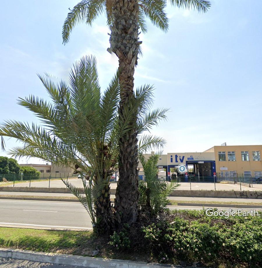 251206 dattier Torrevieja avant