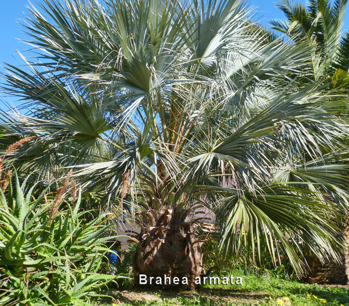 brahea armata