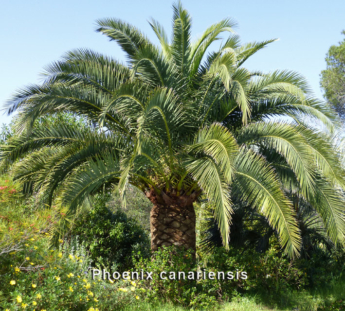 Phoenix canariensis