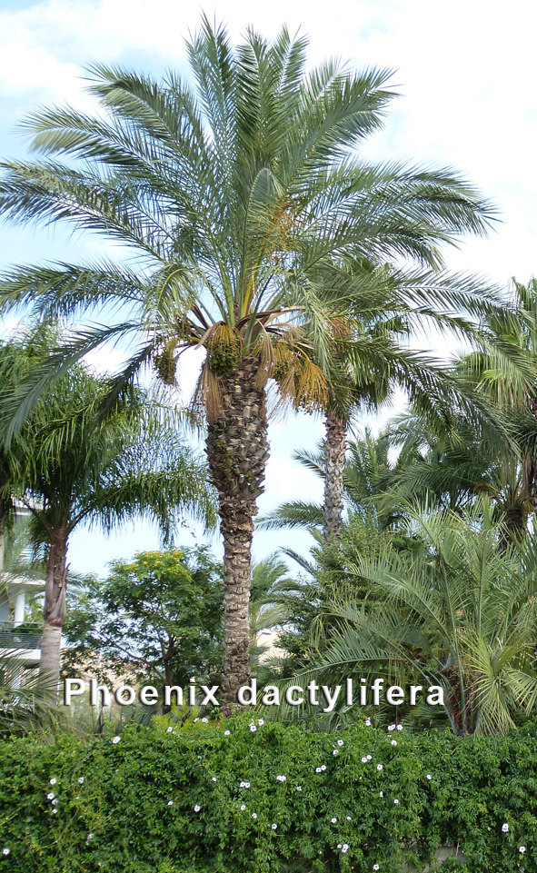 phoenix dactylifera