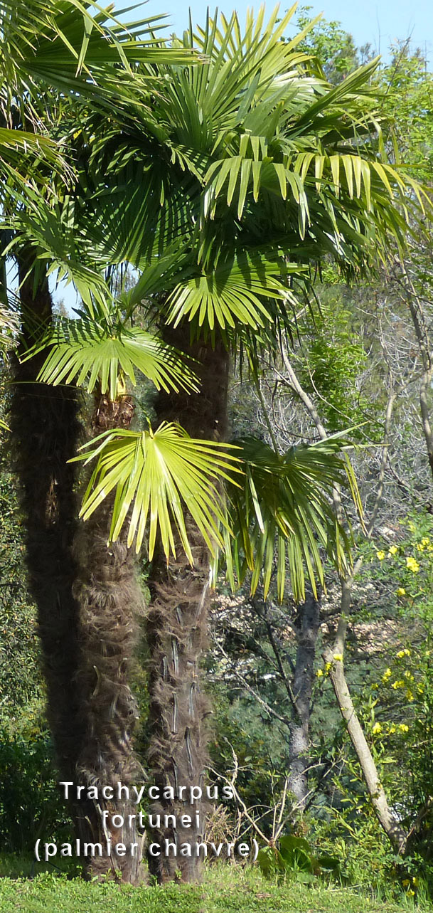 trachycarpus