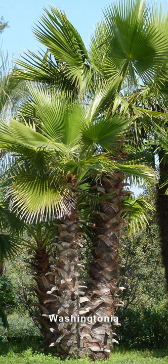 washingtonia