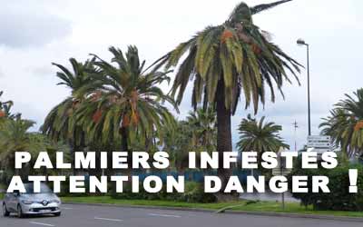 palmiers infestes danger