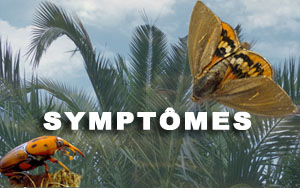 symptomes